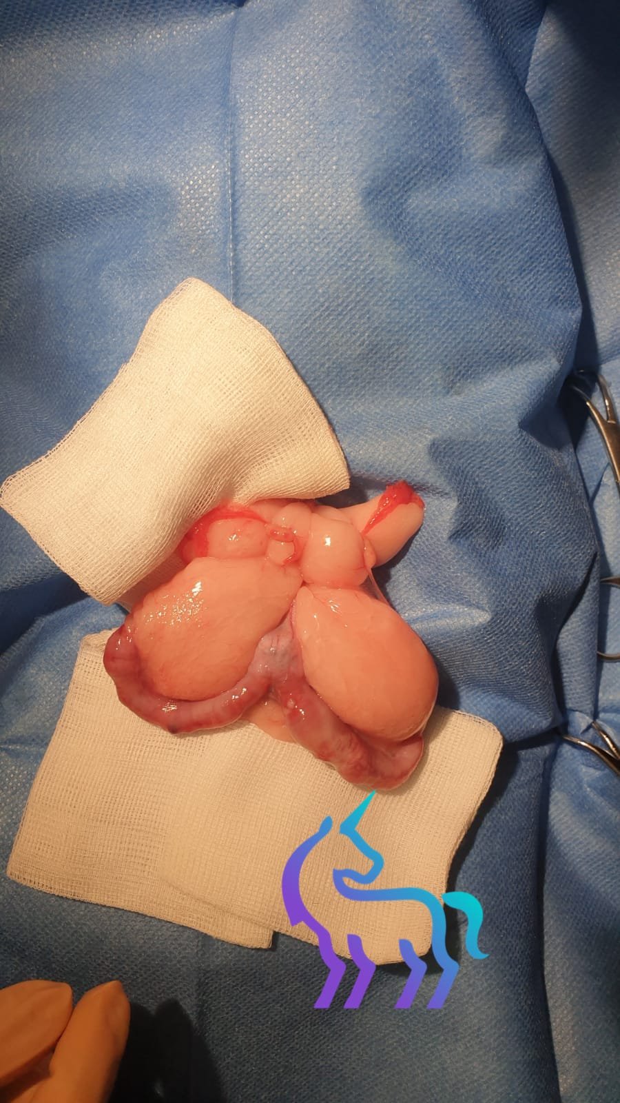 Stérilisation lapine Nice Lingostière