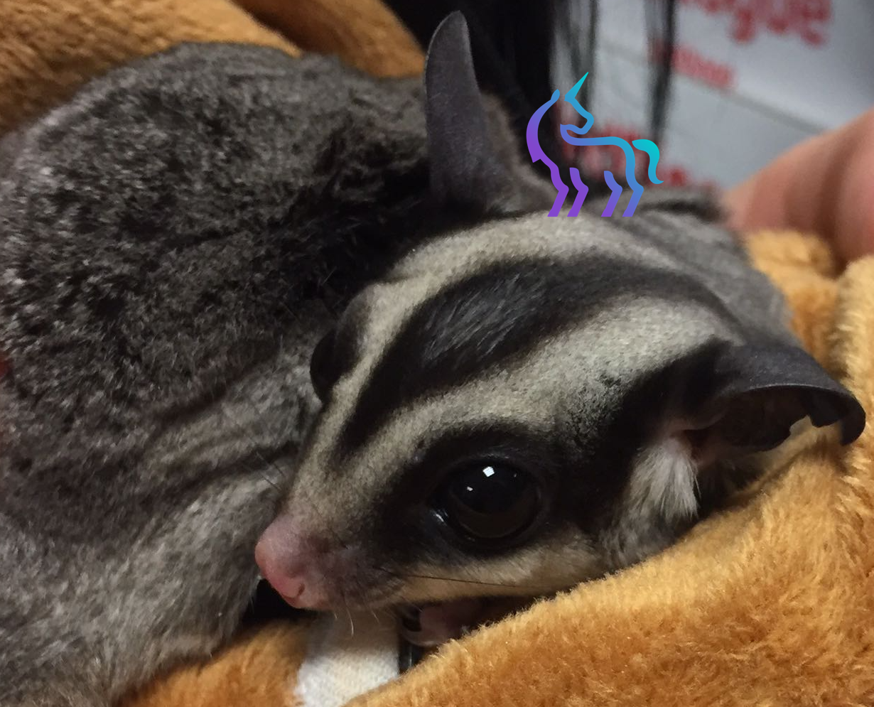 Sugar Glider