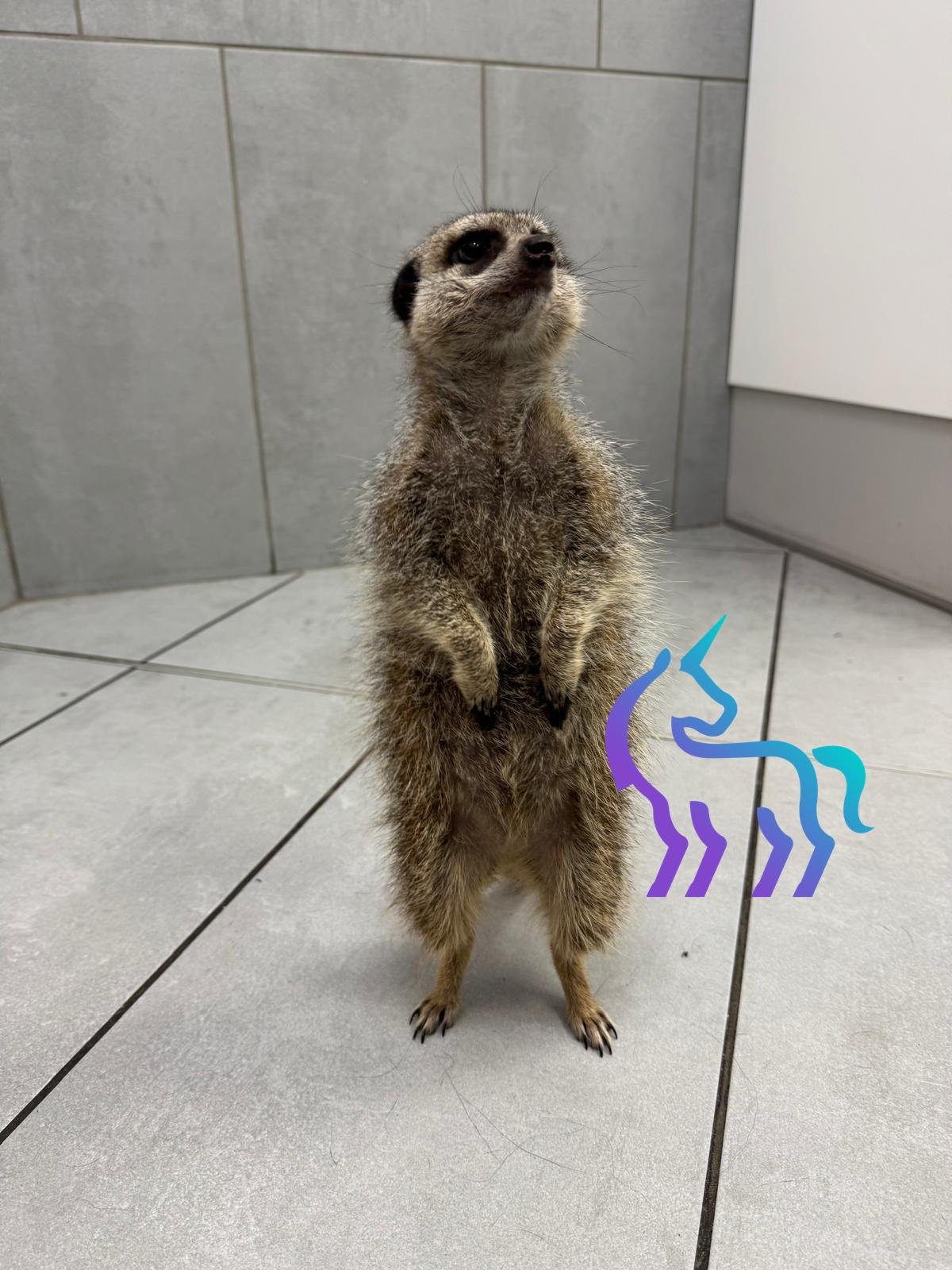 Suricate