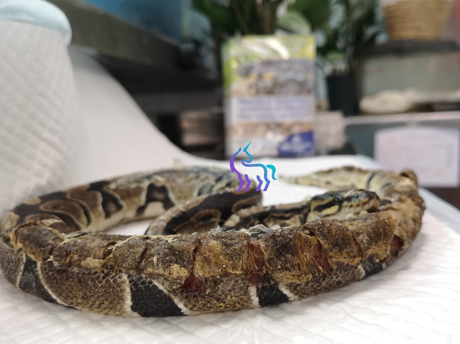 Brûlures chez les reptiles