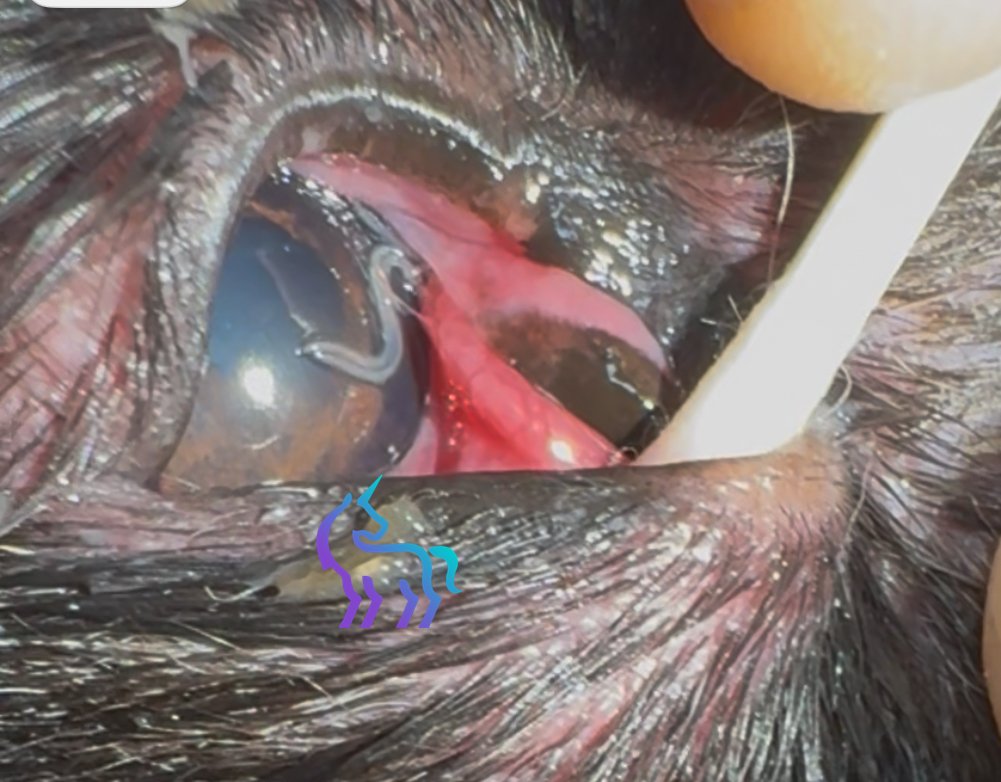 La Thélaziose chez le chien à Nice