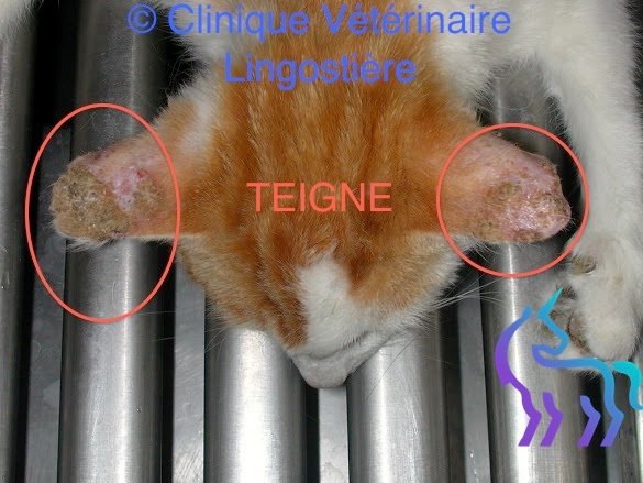 Lésion de teigne chez un chaton Sphynx