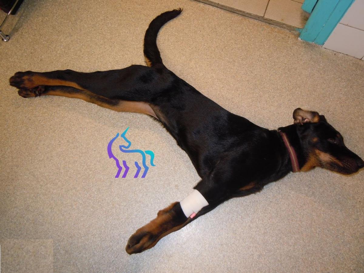 Tétanos chez le chien - Dr Martinez