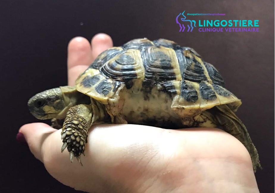 Tortue d'Hermann juvénile en consultation