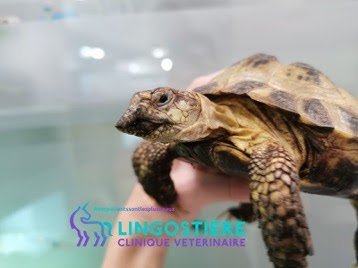 Excroissance du bec liée à la MBD