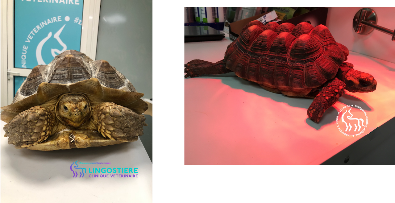 Pyramiding tortue sulcata