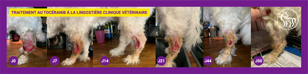Traitement au Tocéranib® à Lingostière Clinique Vétérinaire