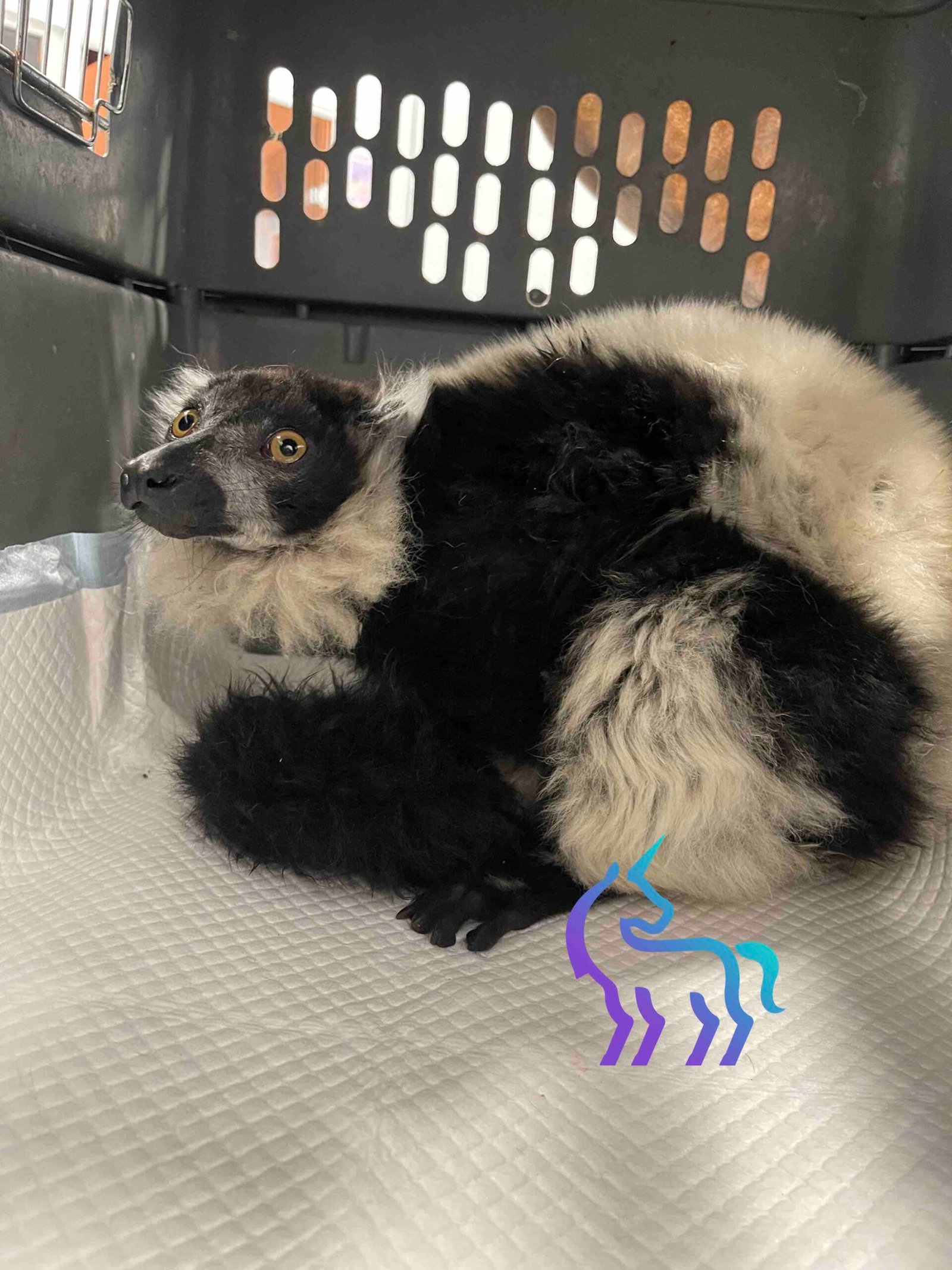 Lémurien en couveuse de transport après chirurgie