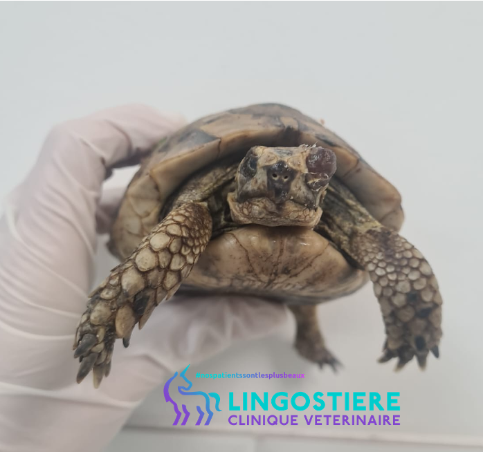 Traumatisme oculaire tortue