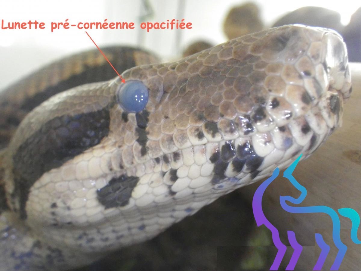 Problèmes de mue serpent