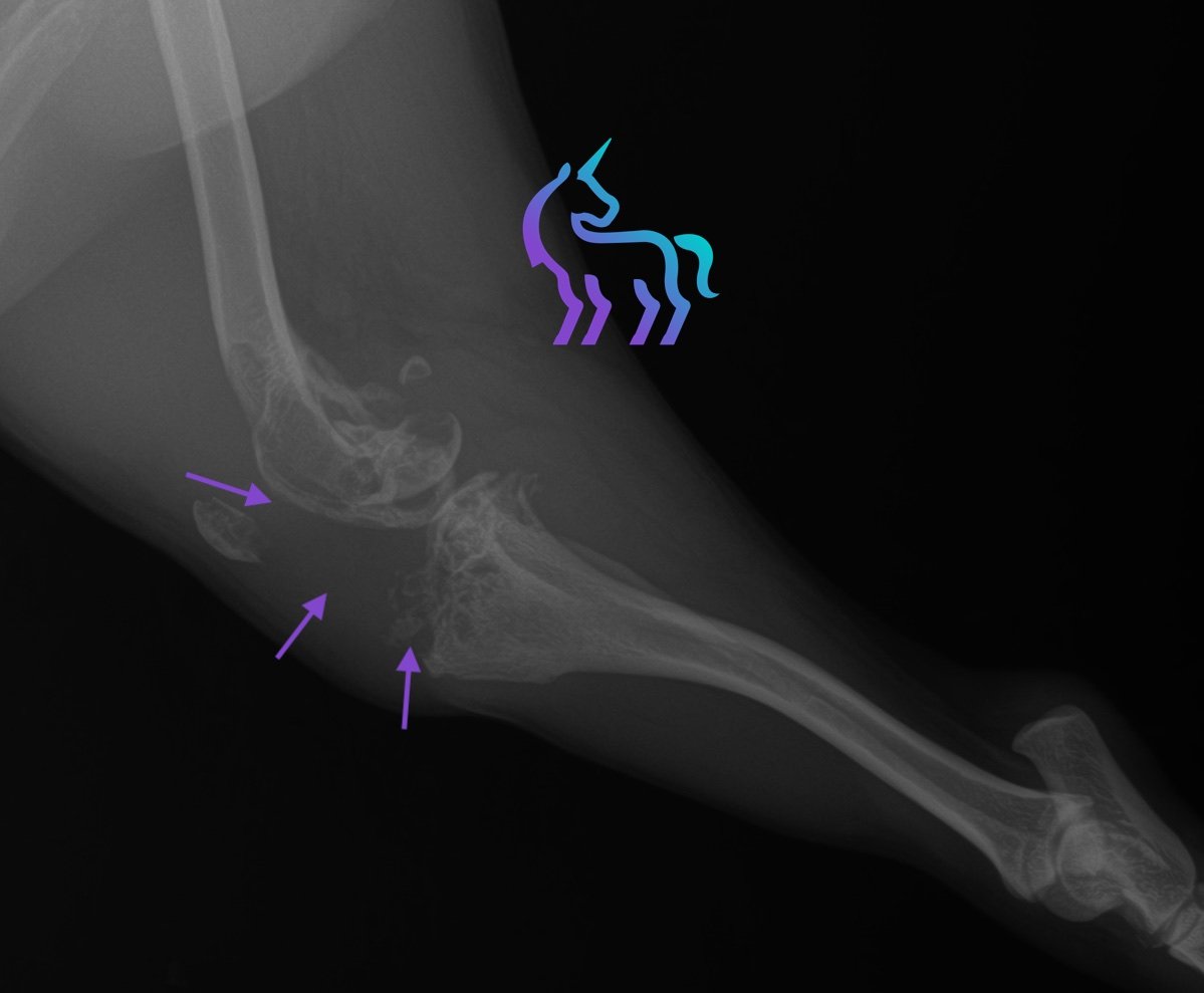 Radiographie grasset chien - Vue médio-latérale - Processus tumoral