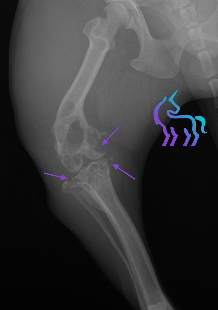 Radiographie genou chien - Vue caudo-crâniale - Lyse osseuse