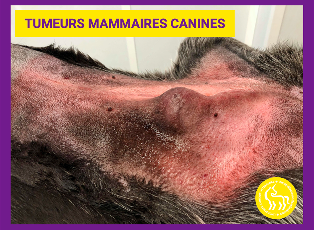 Tumeurs mammaires chez la chienne