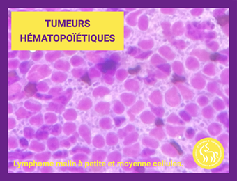 Tumeurs hématopoïétiques chien et chat
