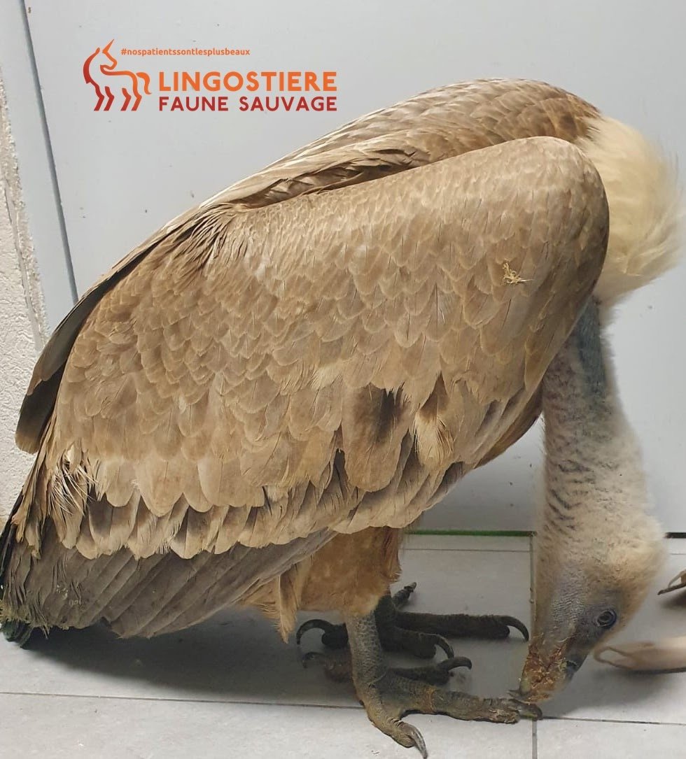 Vautour fauve chirurgie retrait plomb