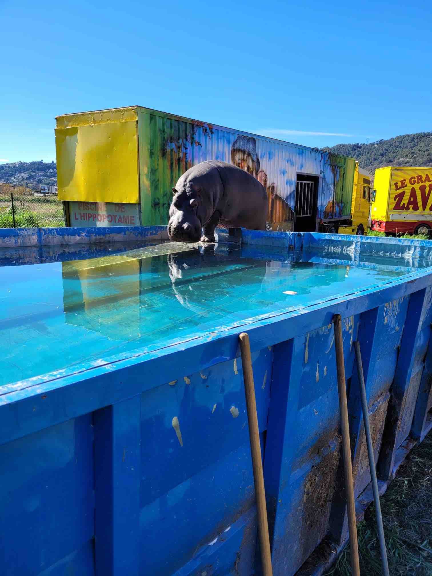 Vérification du bassin d'un hippopotame de cirque à Nice