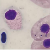 Analyse biologique requin - Diagnostic vétérinaire aquatique