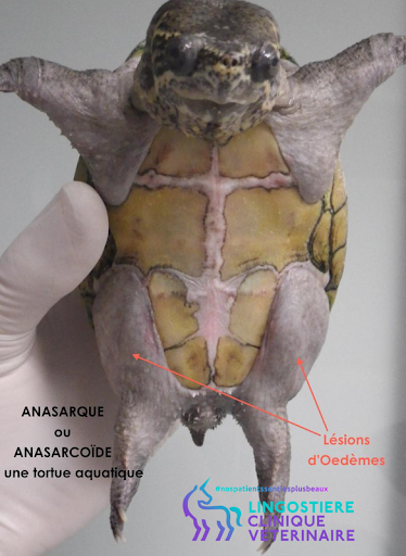 Anasarque Pelomedusa vue 2