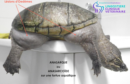 Anasarque Pelomedusa vue 3