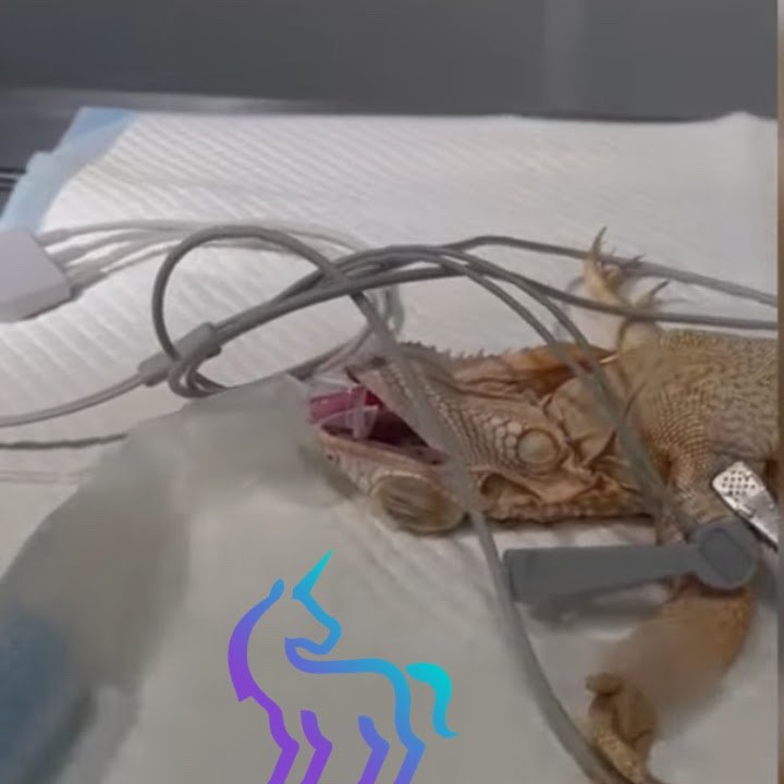 Anesthésie iguane