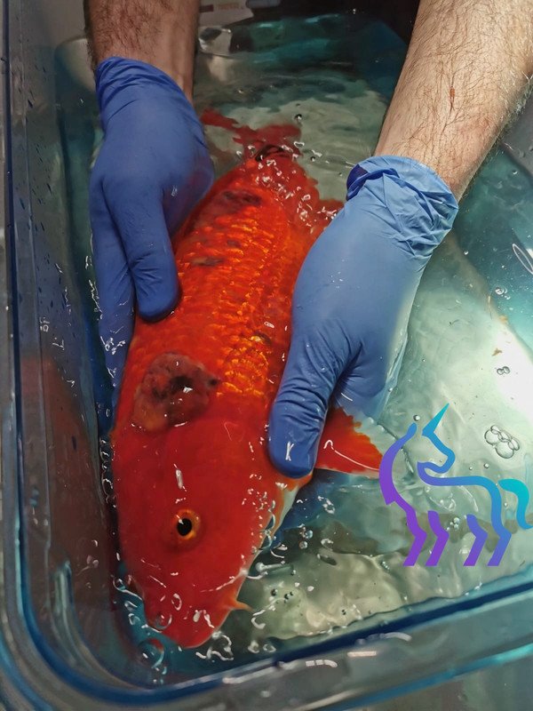 Anesthésie d'un poisson rouge - Clinique Lingostière