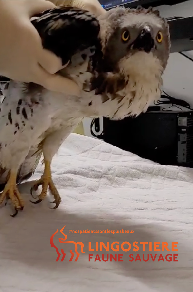 Bondrée apivore paralysée