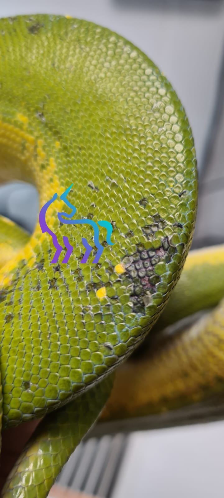 Brûlure sur Morelia