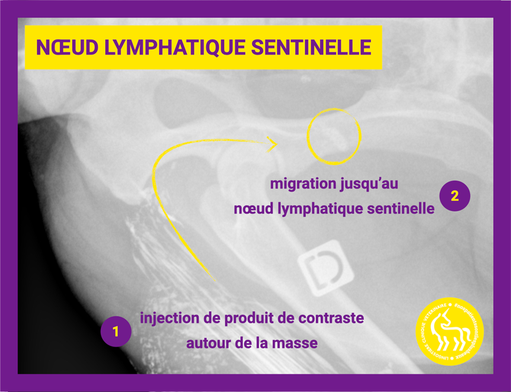 Noeud lymphatique sentinelle chez le chien
