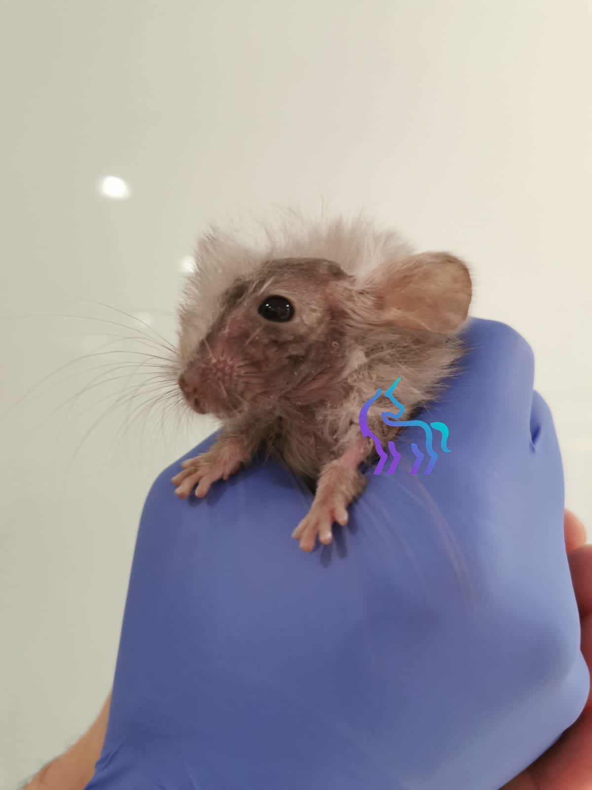 Dermatophytose chez le chinchilla