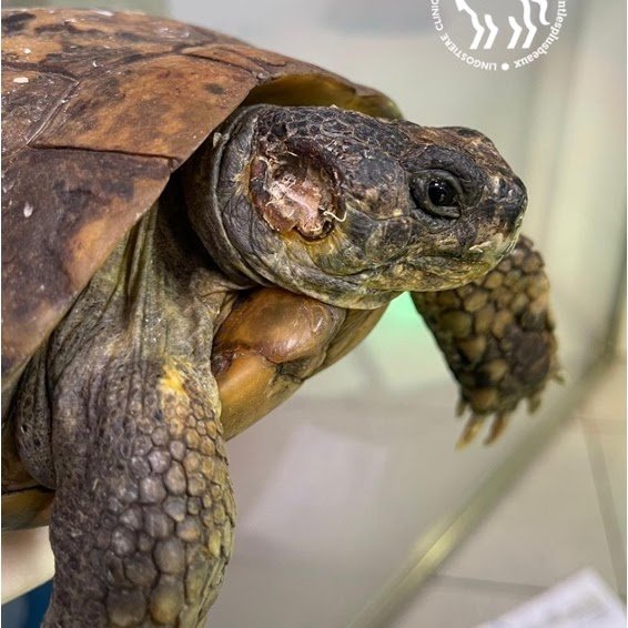 Cicatrisation complète otite