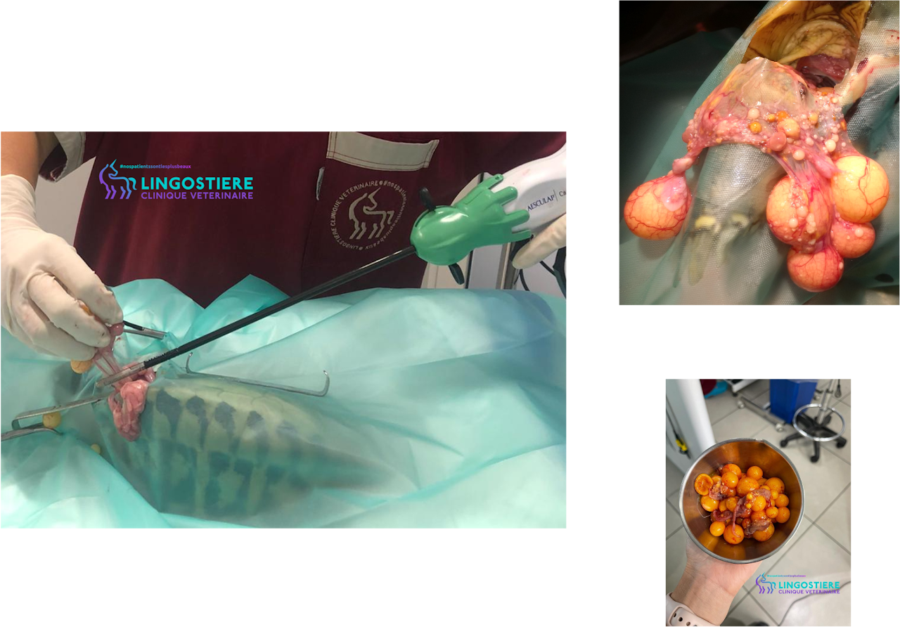 Extraction chirurgicale follicules tortue