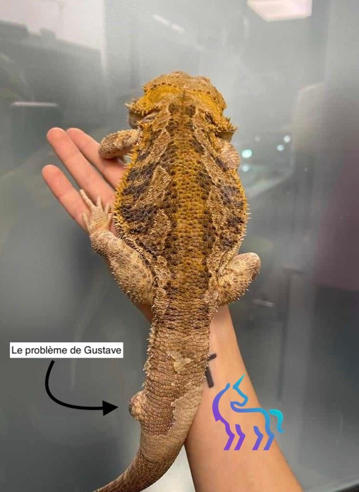 Chromatophorome queue pogona