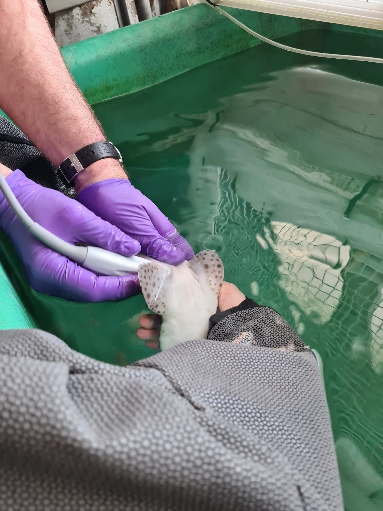 Examen vétérinaire requin