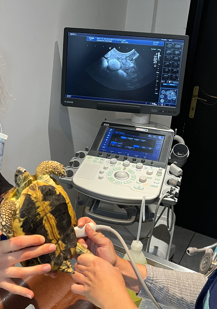 Échographie stase folliculaire tortue