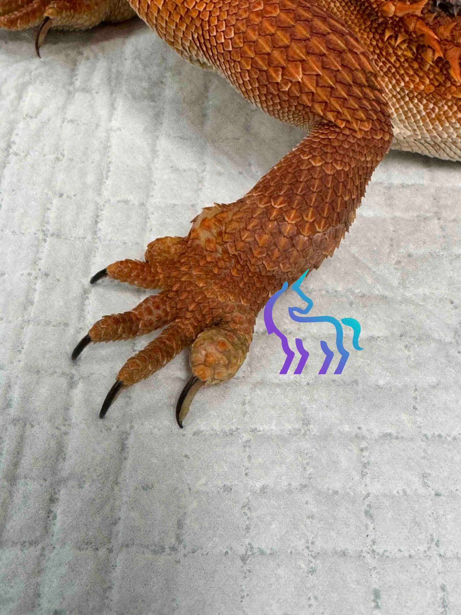 Pogona vitticeps présentant des gonflements articulaires