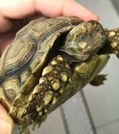 Herpès virus Sulcata