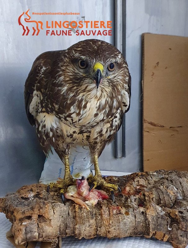 Protection rectrices buse