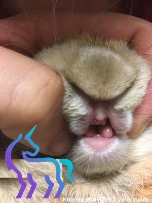 Extraction incisives