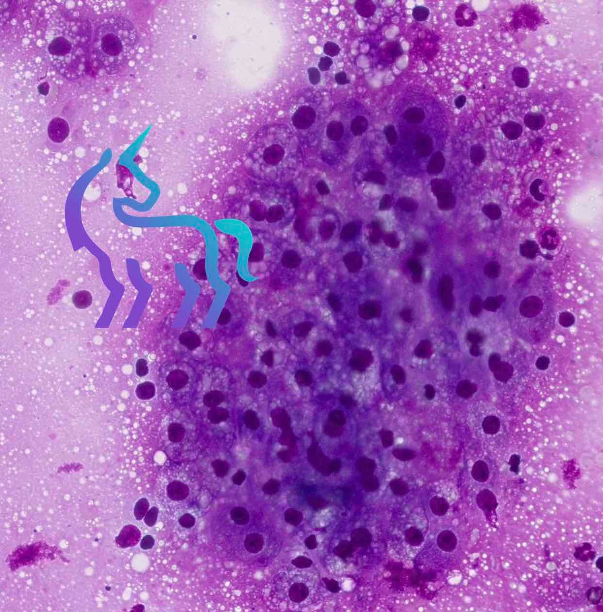 Masse hépatique lapin glycogène