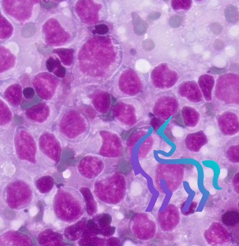 Lymphome grandes cellules chat masse nasale