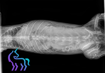 Métastases osseuses tumeur utérus lapin