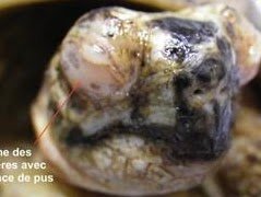 Œdème paupière et pus tortue