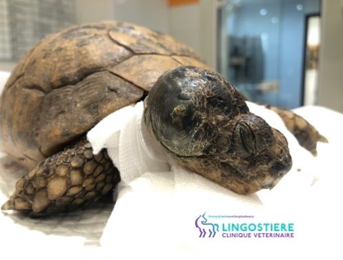 Otite tortue avant chirurgie