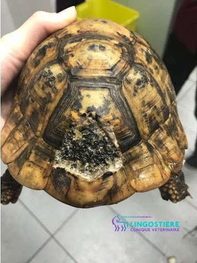 Lésion cutanée suite à parade nuptiale