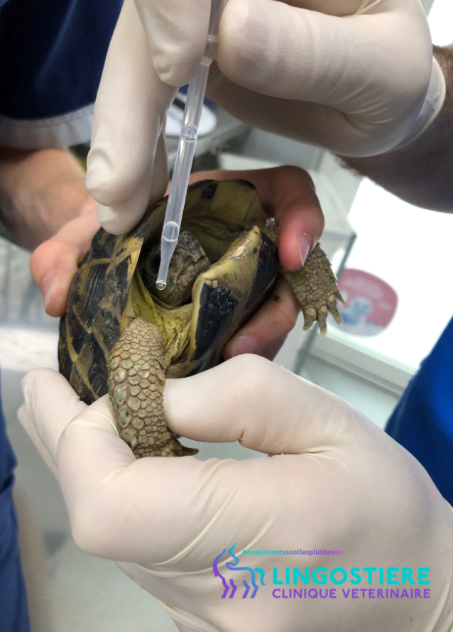 Application vermifuge Profender spot-on chez la tortue