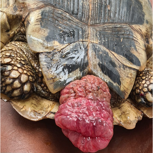 Prolapsus du côlon tortue