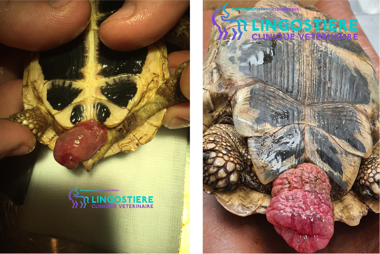Prolapsus du côlon chez une tortue