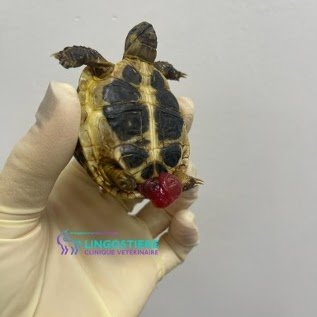 Prolapsus de la vessie tortue