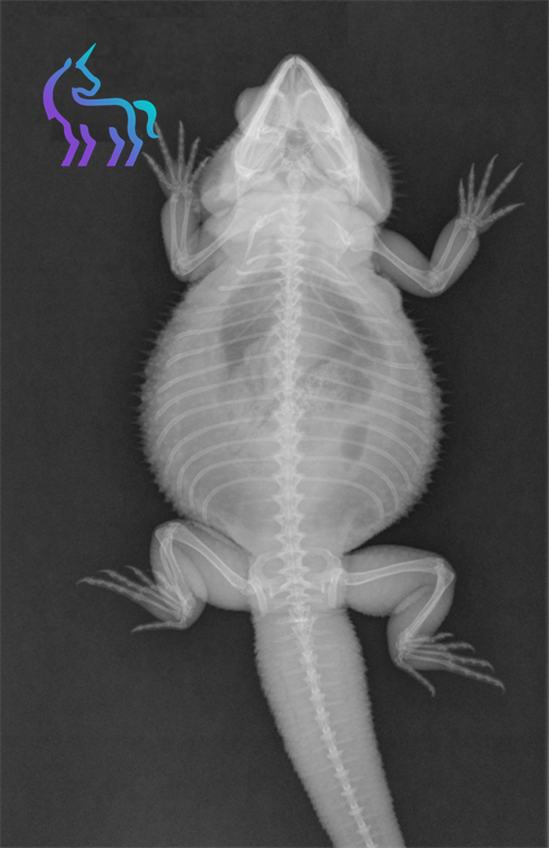 Radiographie Pogona - Diagnostic différentiel