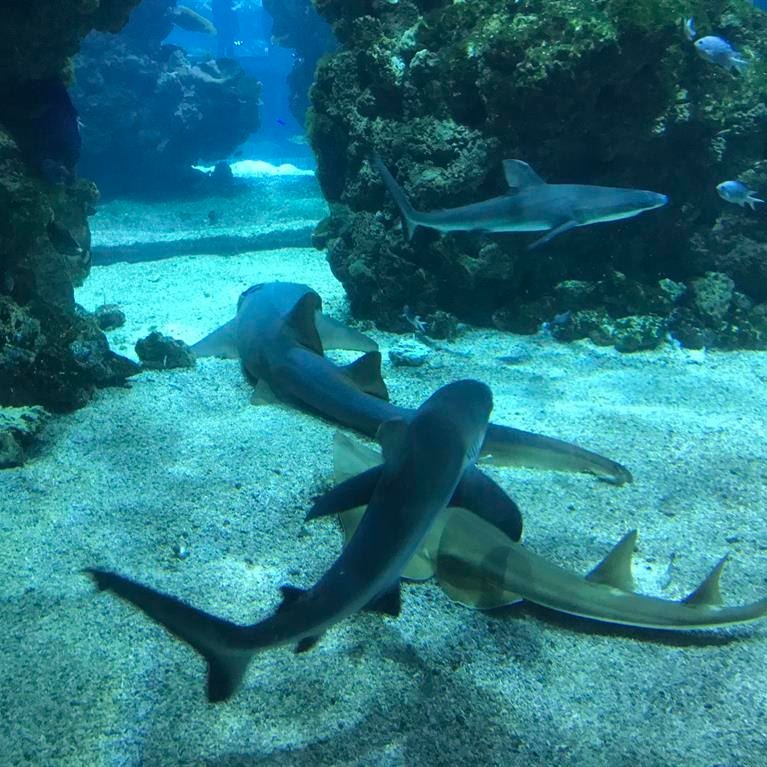 Expertise vétérinaire faune aquatique Nice